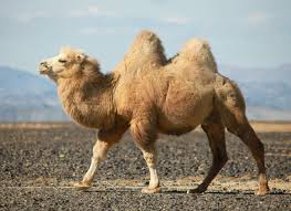 camel
