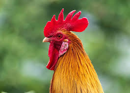 Chicken