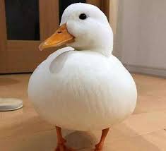 Goose
